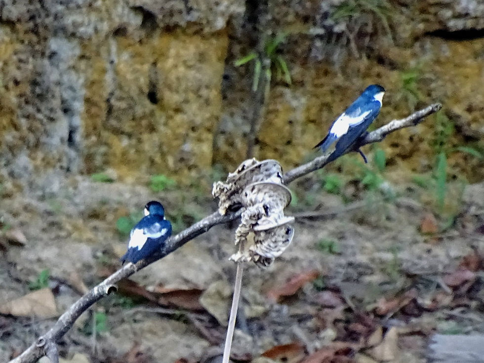 Suriname - Rainforest