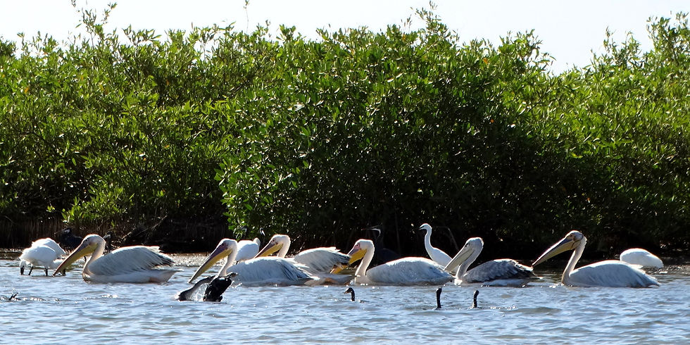Senegal - Sine-Saloum Delta