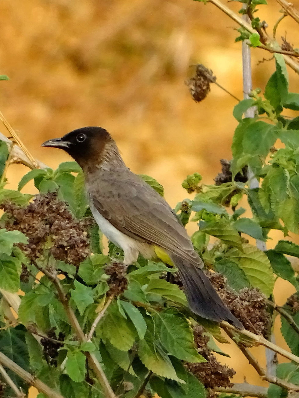 Eswatini - Swaziland