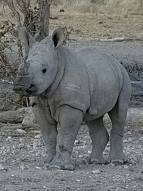 Namibia - Etosha NP