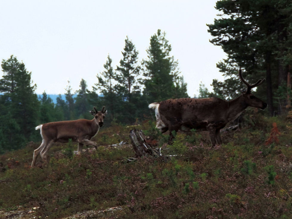 Norway - Lapland - reindeers