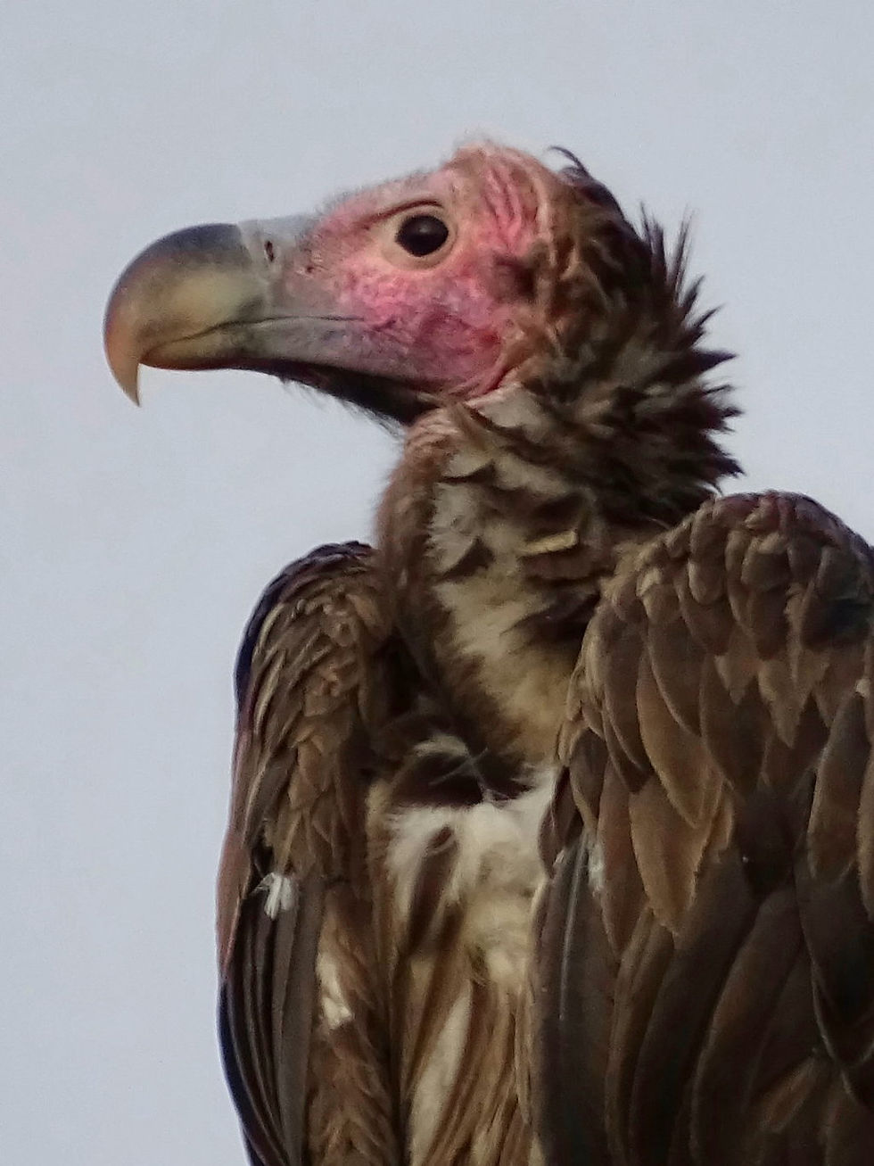 Uganda - Mboro NP