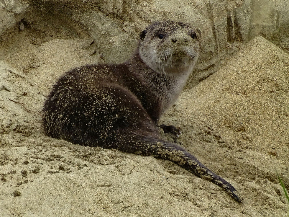 USA - Alaska - Katmai