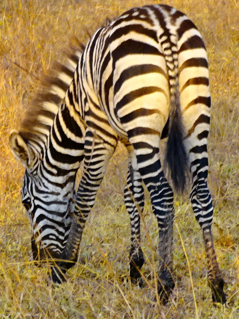 Uganda - Mboro NP