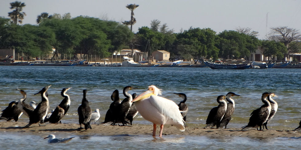 Senegal - Sine-Saloum Delta
