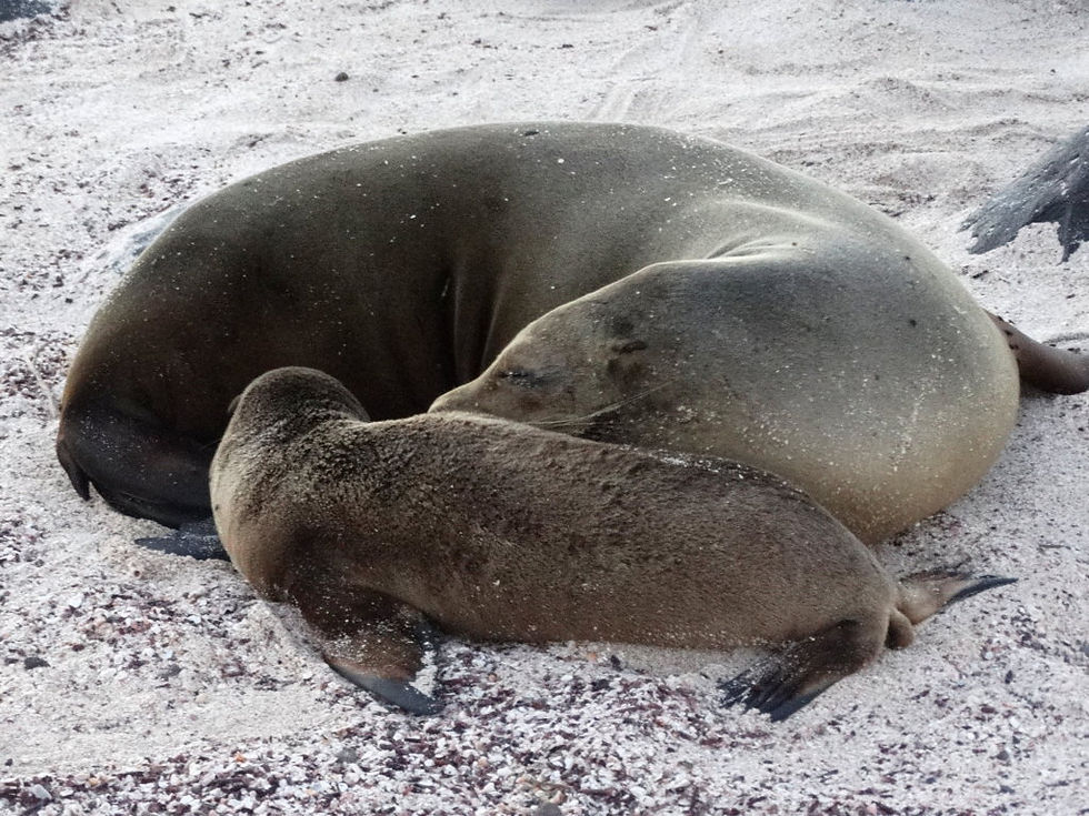 Ecuador - Galapagos
