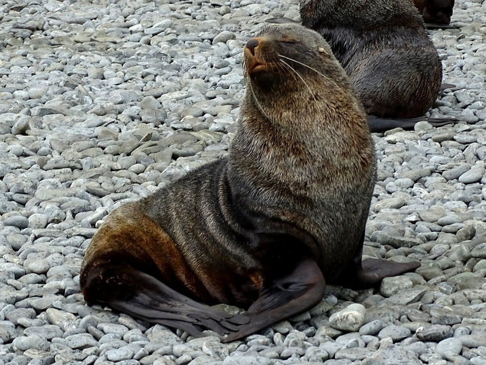 Antarctica - south Orkneys