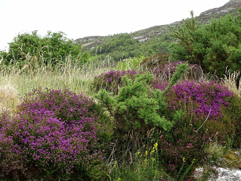 UK - Scotland - Wester Ross
