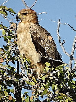 Namibia - Etosha NP