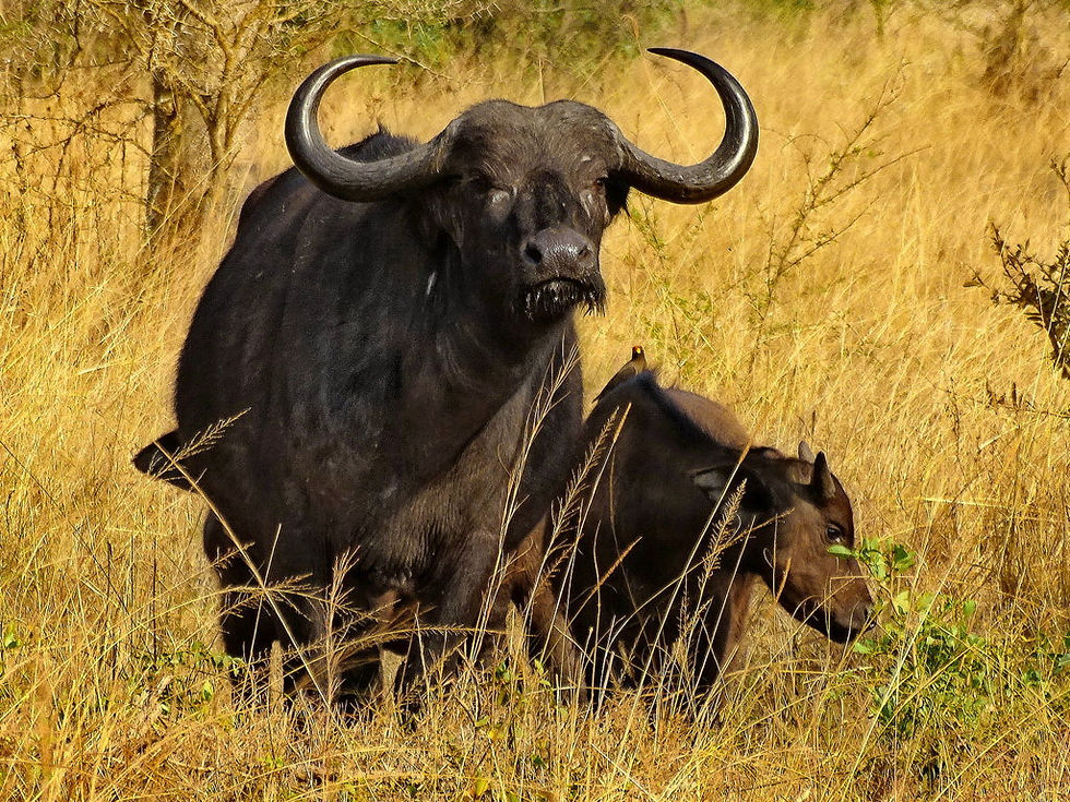 Uganda - Mboro NP