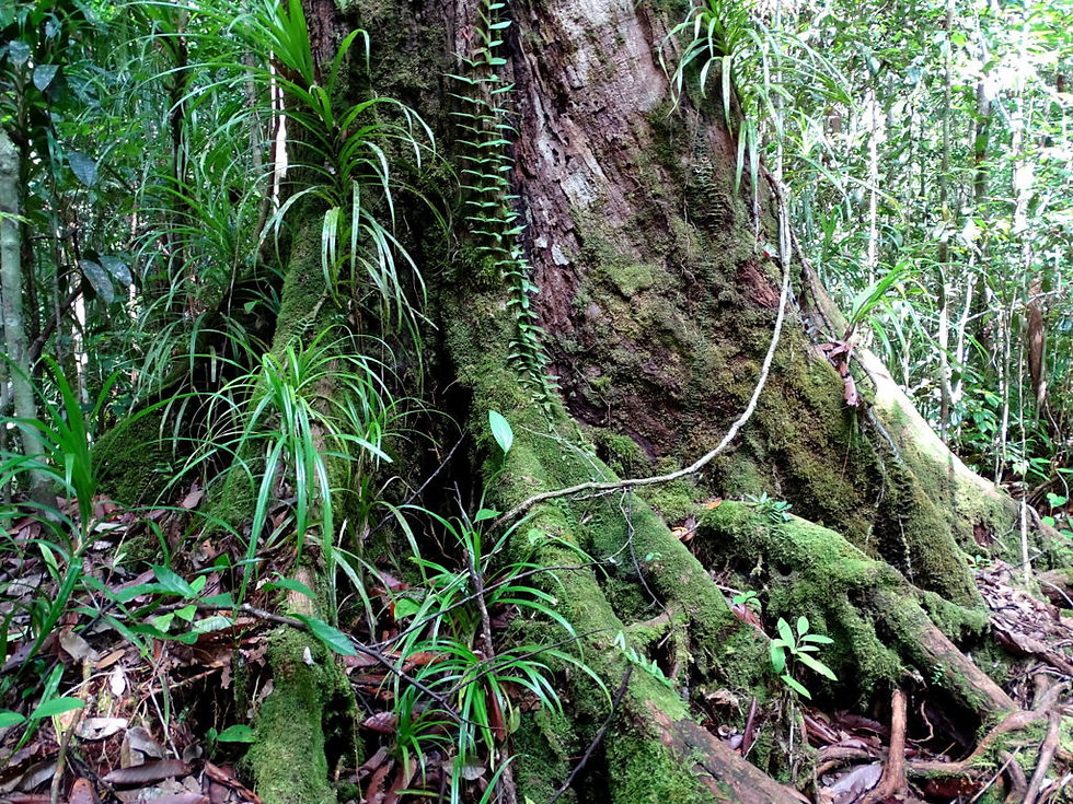 Indonesia - Kalimantan