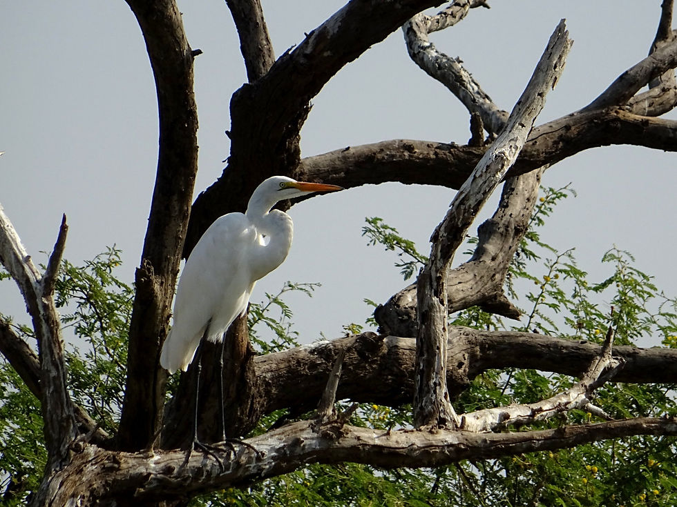 Senegal - around Saint-Louis