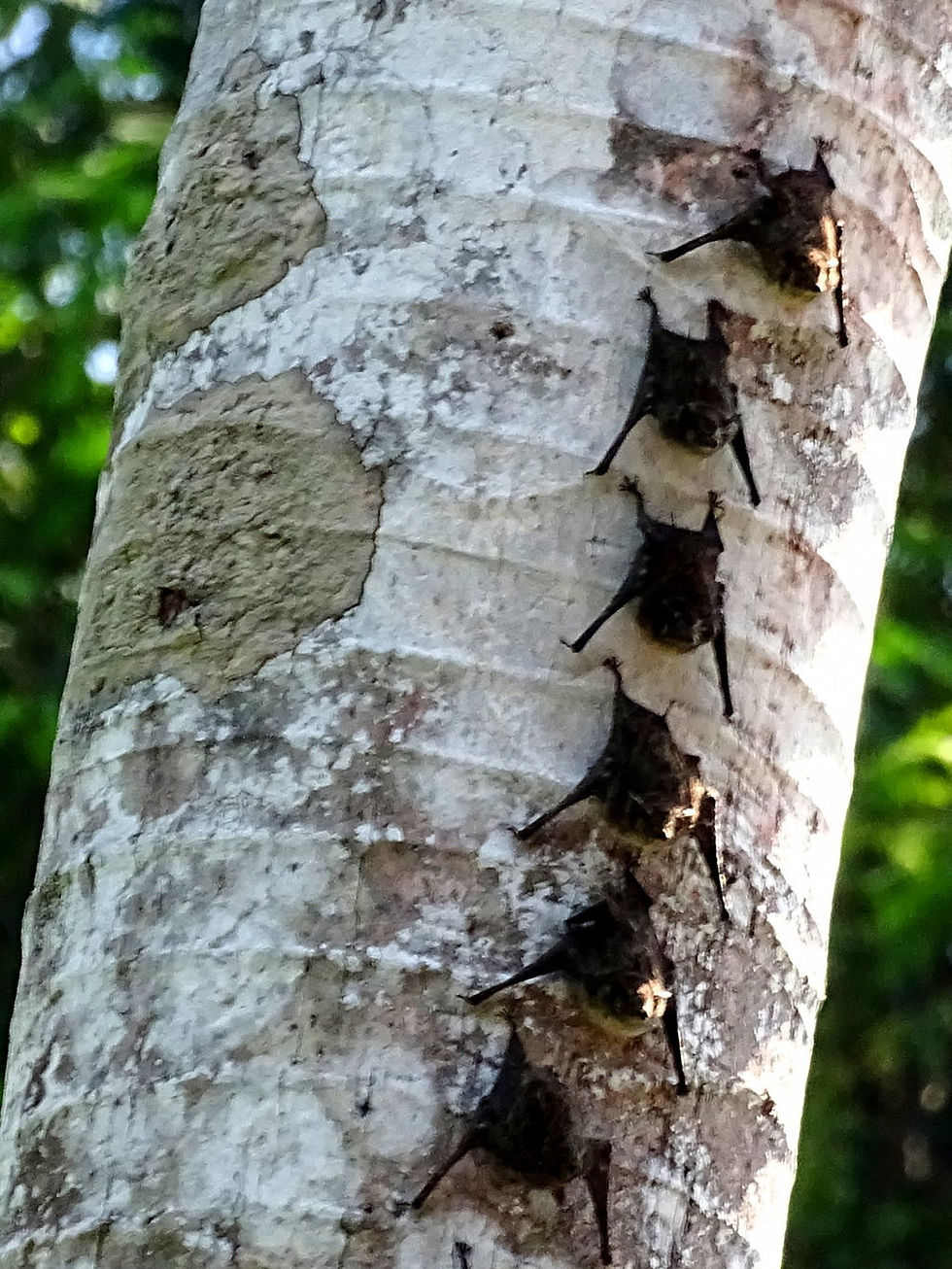 Suriname - Rainforest