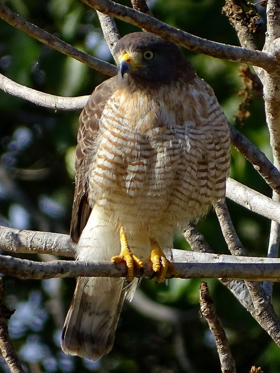 Brazil - South Pantanal