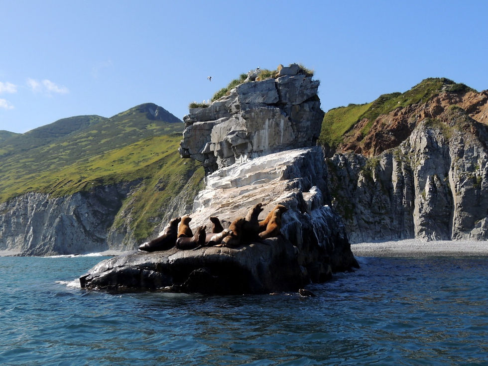 Russia - Kamchatka - sea lions