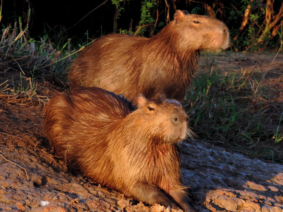Brazil - North Pantanal