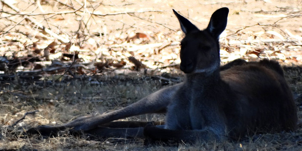 Australia - Kangaroo Island
