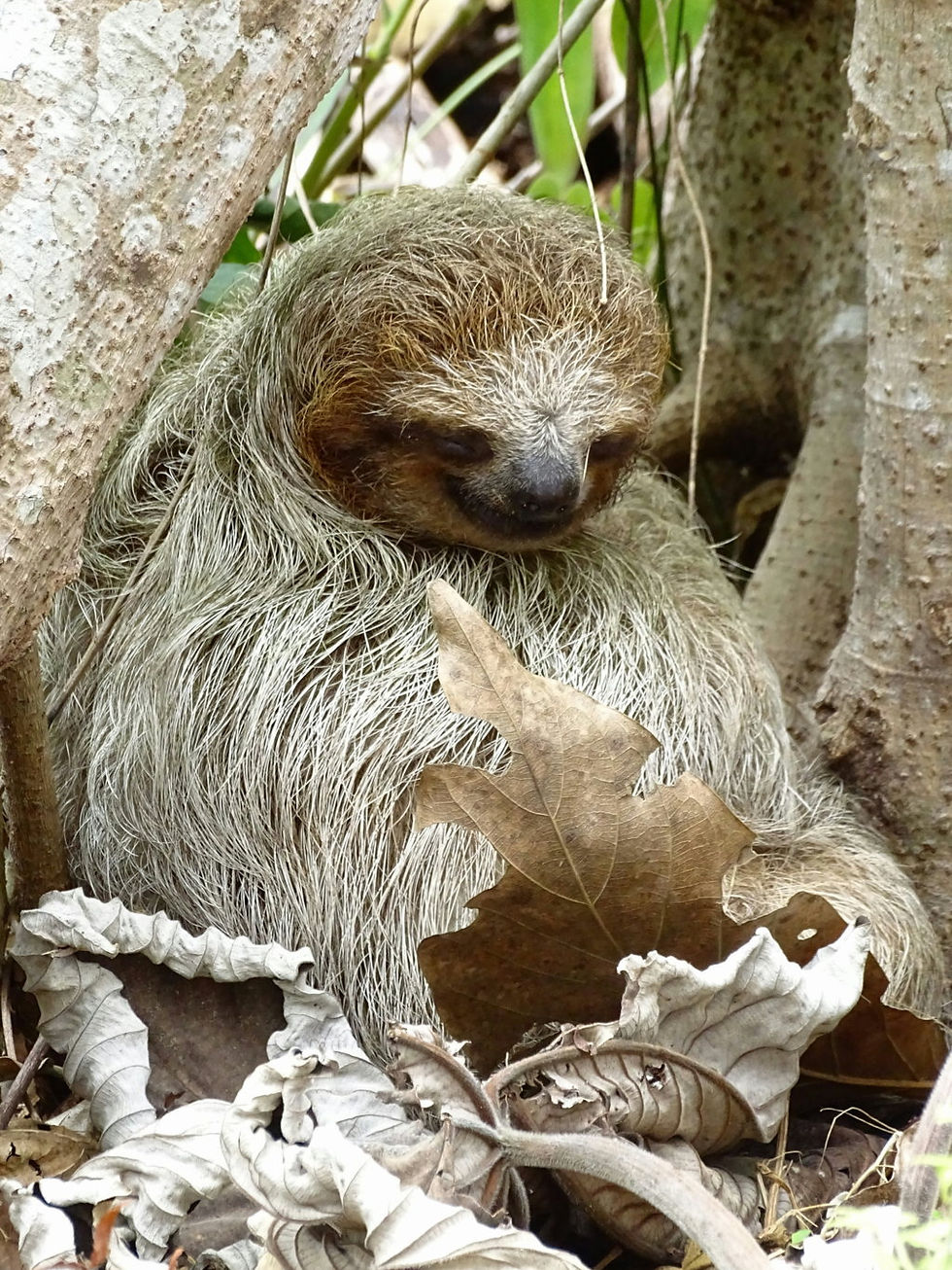 Costa-Rica - Guanacaste