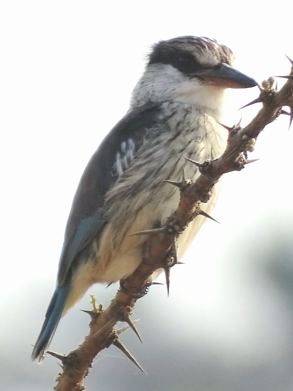 Uganda - Mboro NP