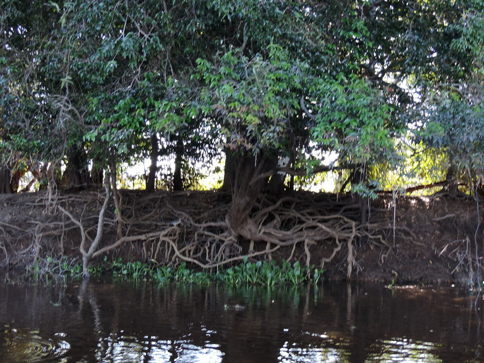 Brazil - Pantanal - landscape