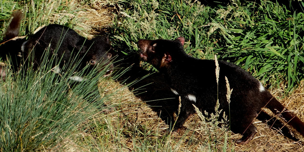 Australia - Tasmania - Highlands