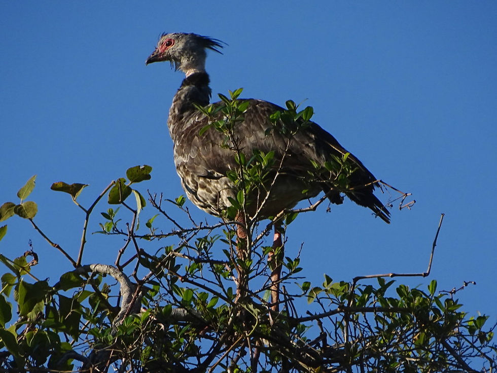 Brazil - North Pantanal