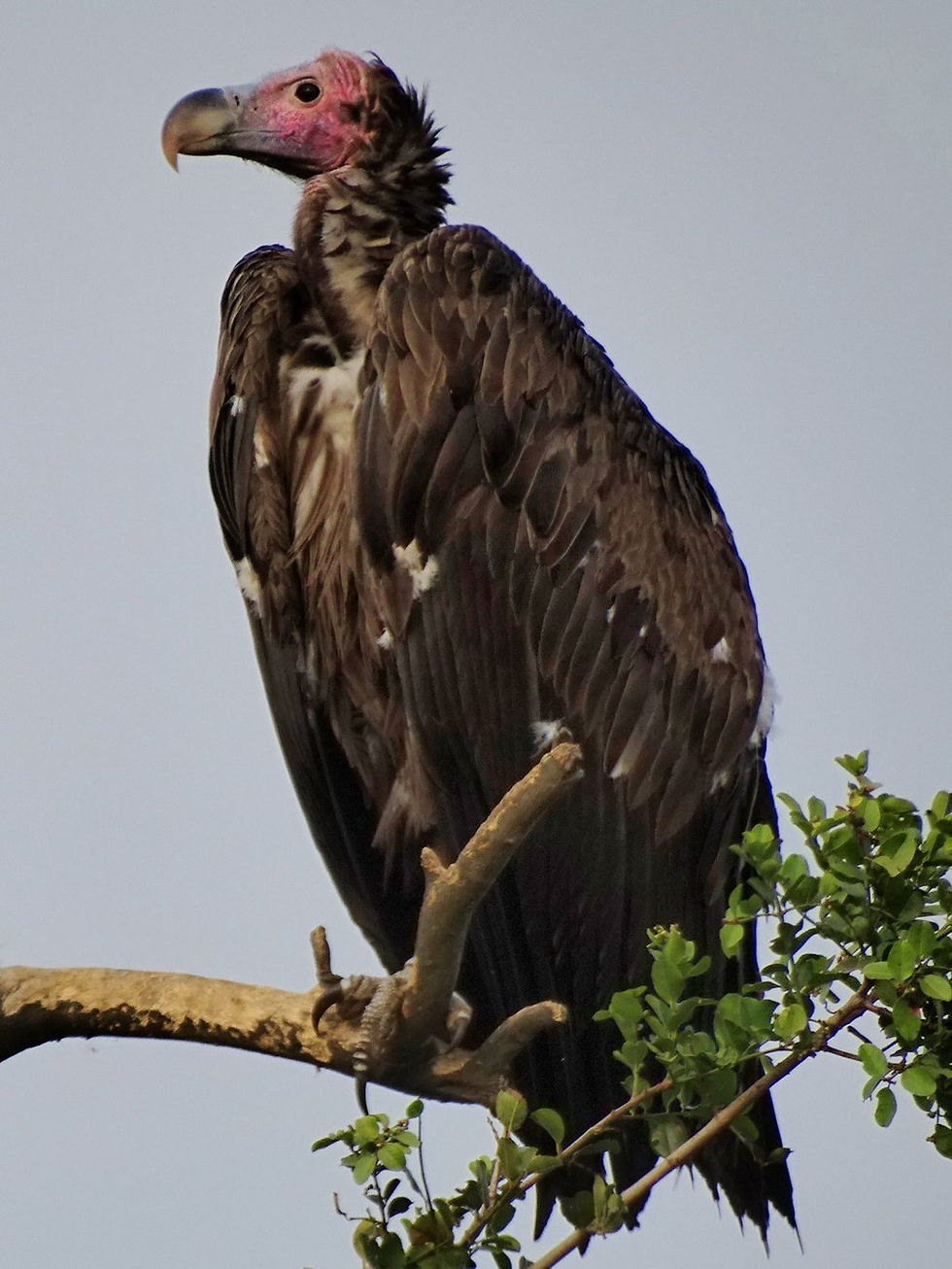 Uganda - Mboro NP