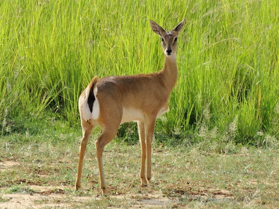 Uganda - Murchison Falls NP