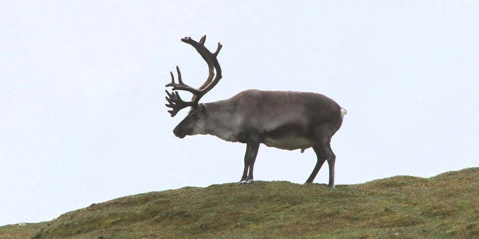 Norway - Svalbard