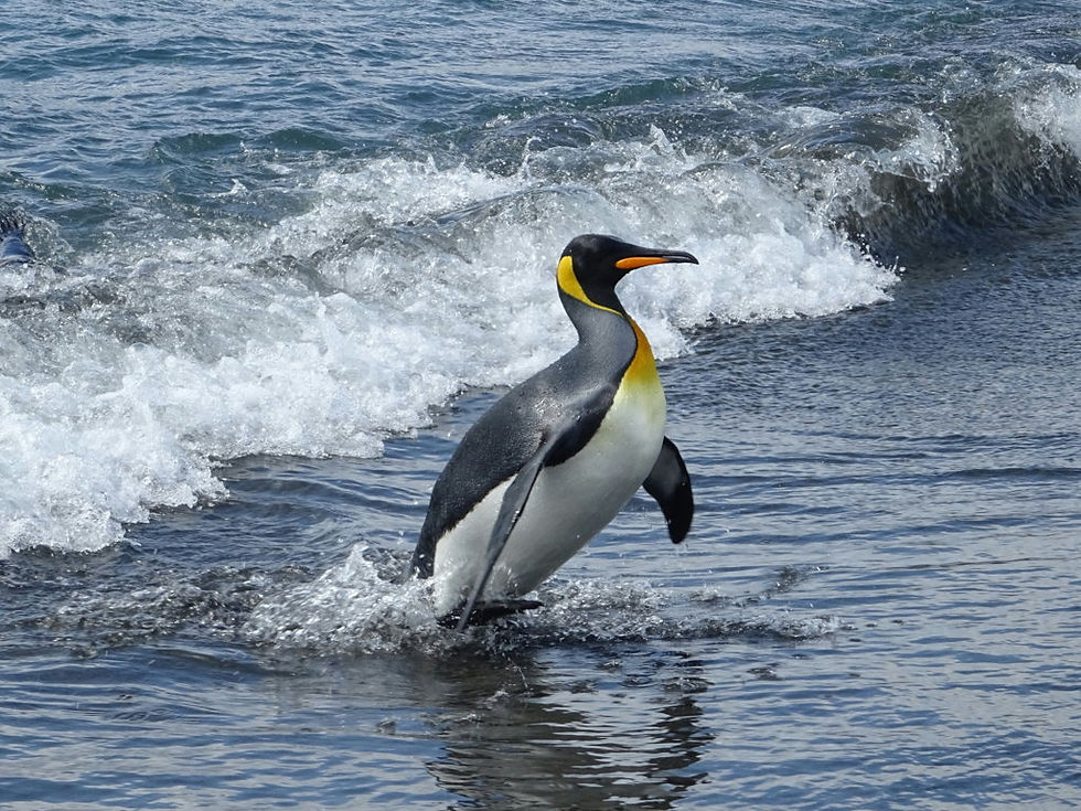South Georgia - Salisbury Plain