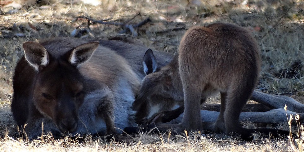 Australia - Kangaroo Island
