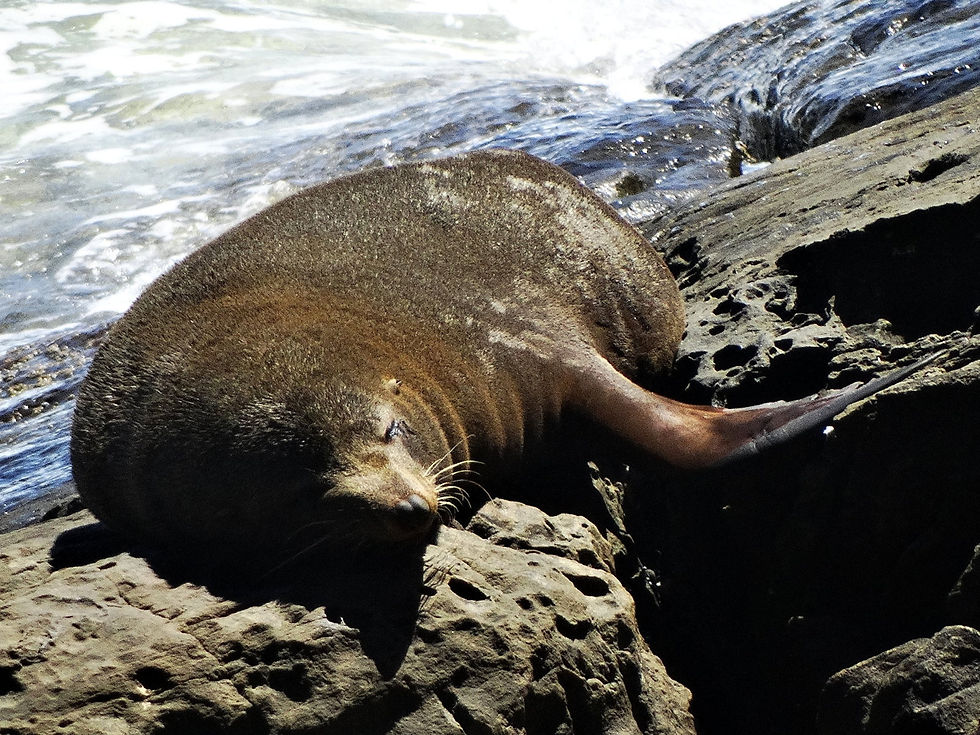 Australia - Kangaroo Island