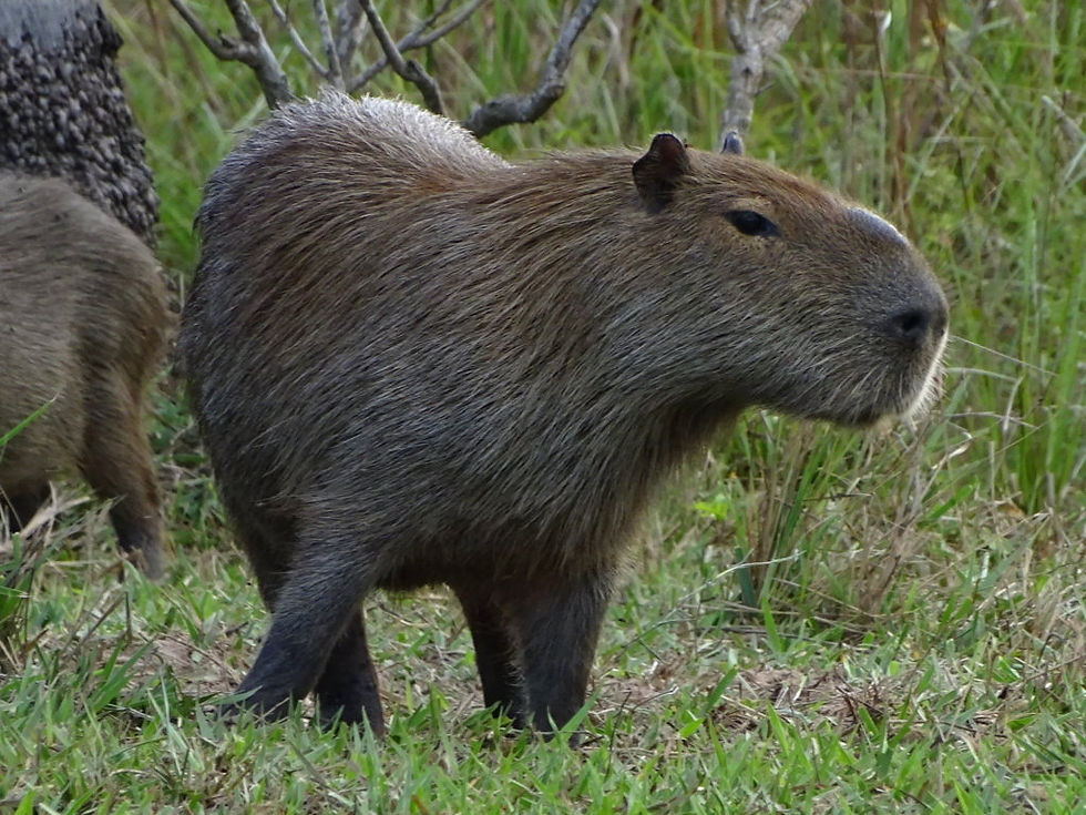 Brazil - South Pantanal