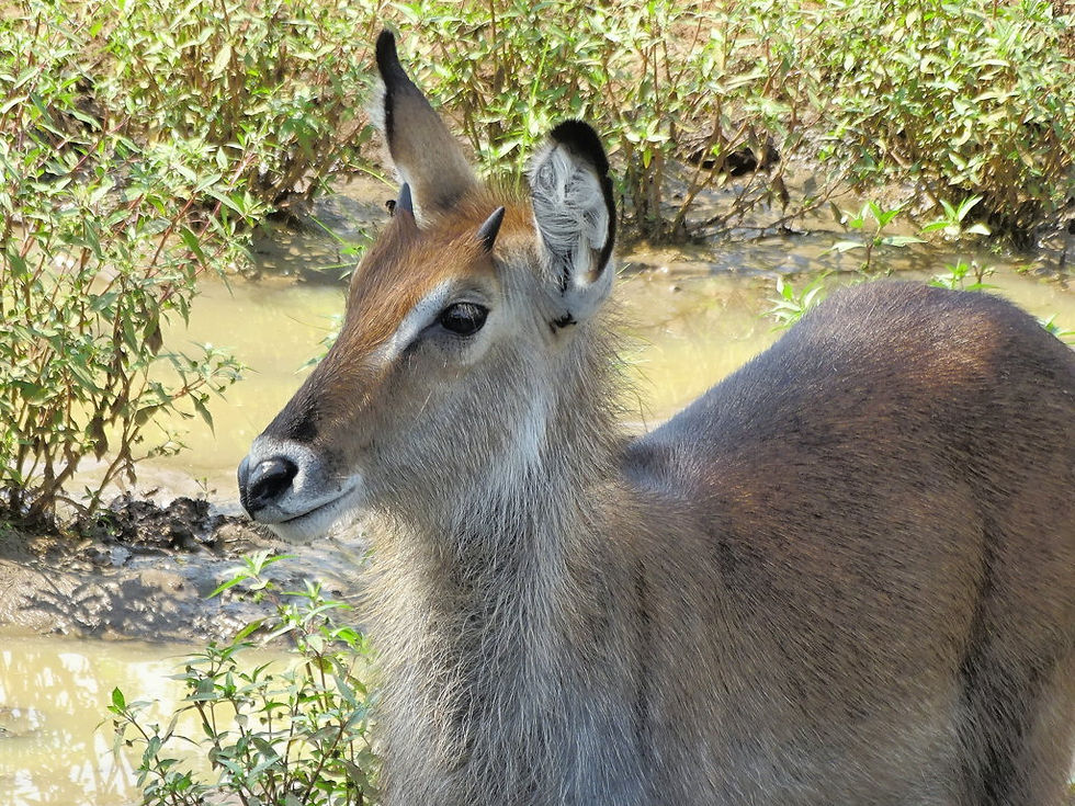 Uganda - Murchison Falls NP