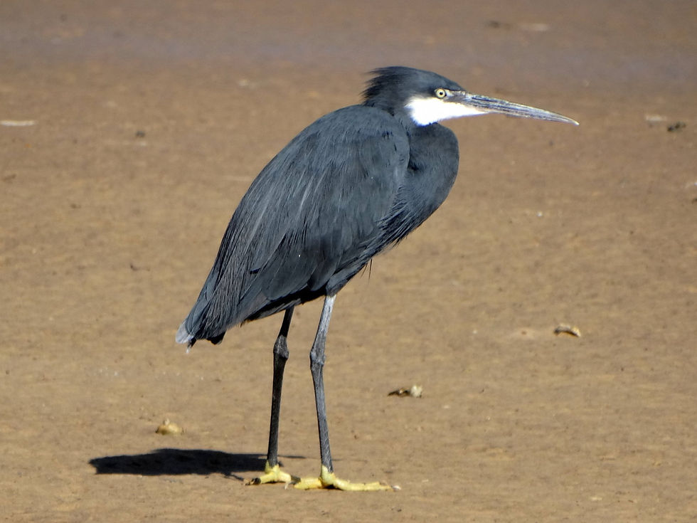 Senegal - Sine-Saloum Delta