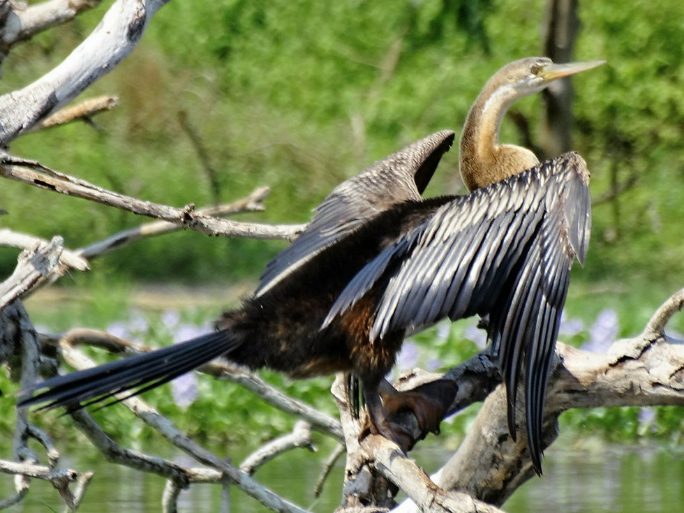 Uganda - Murchison Falls NP