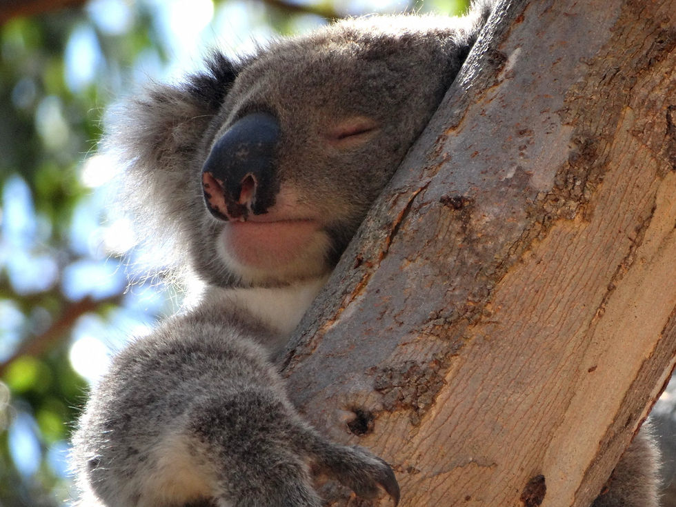 Australia - Kangaroo Island