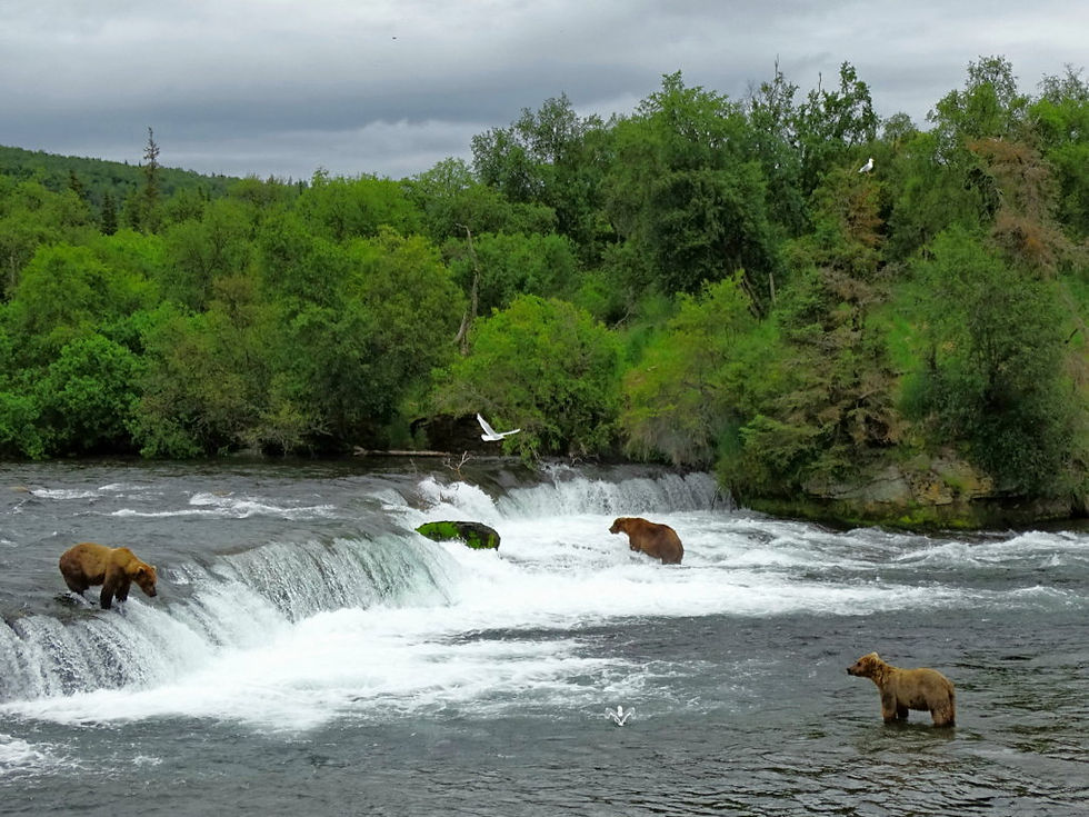 USA - Alaska - Katmai
