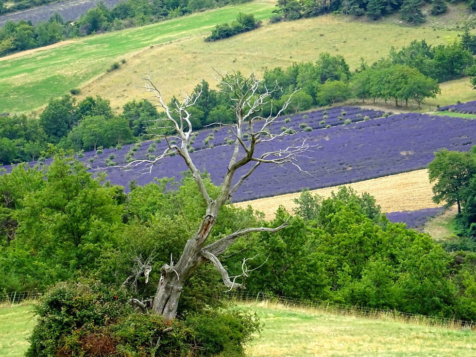 France - Drôme Provencale