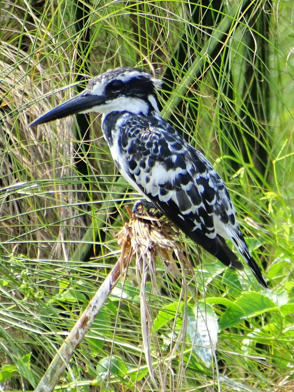 Uganda - Queen Elizabeth NP