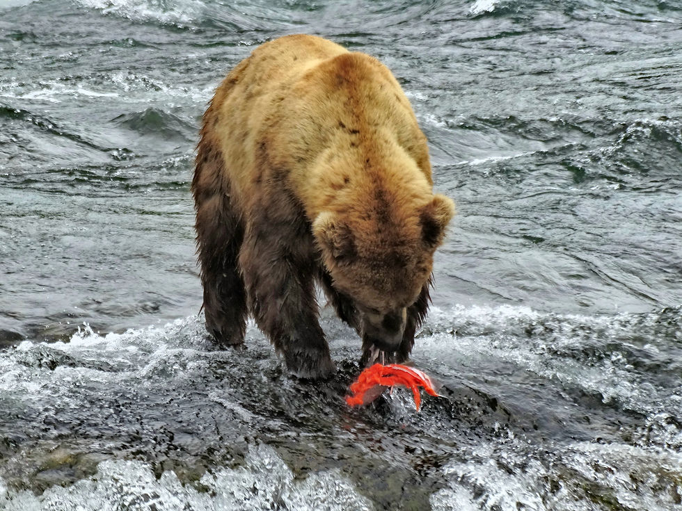 USA - Alaska - Katmai
