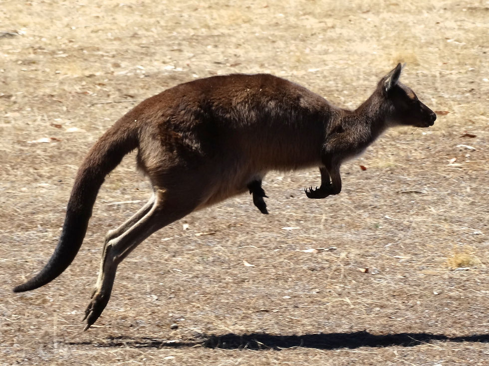 Australia - Kangaroo Island