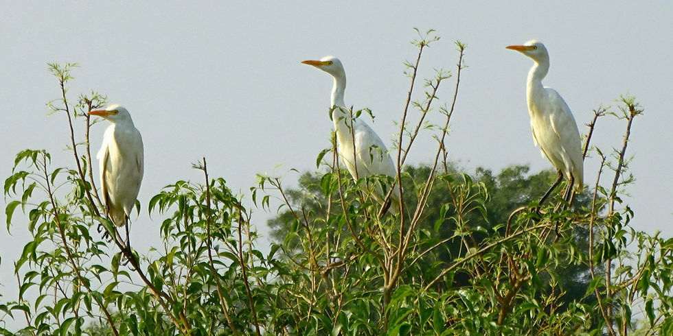 uganda - Murchison Falls NP