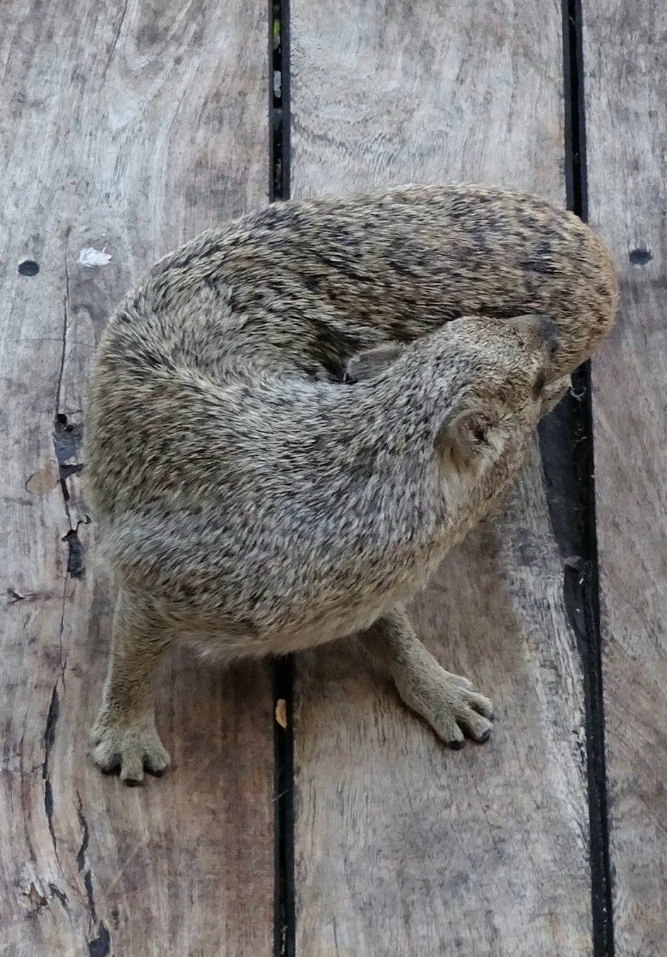 Namibia - Etosha NP