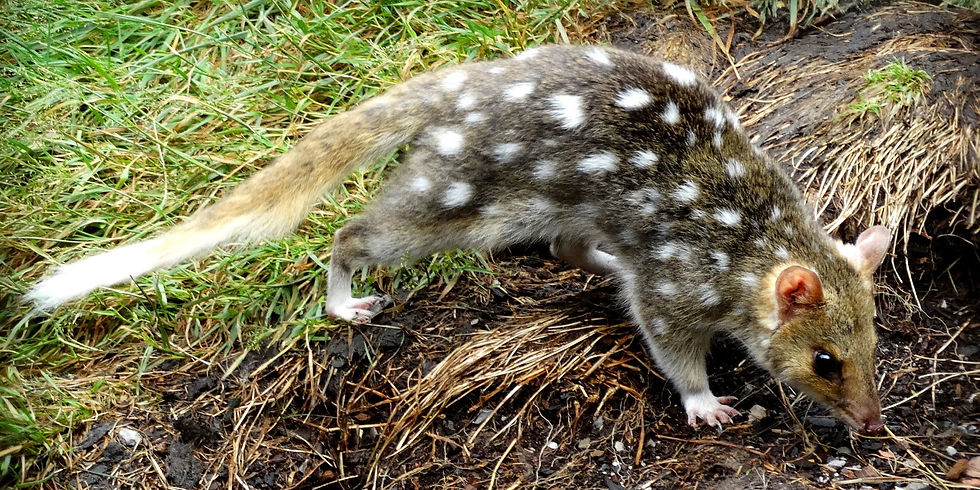 Australia - Tasmania - Highlands