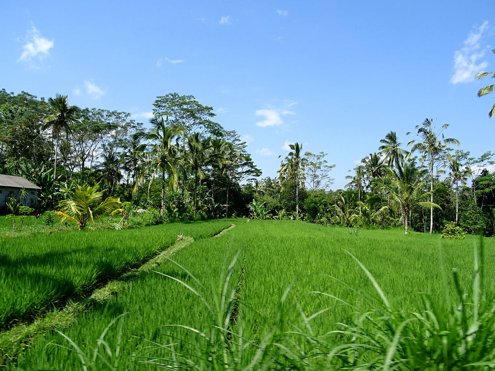 Indonesia - Bali - around Ubud