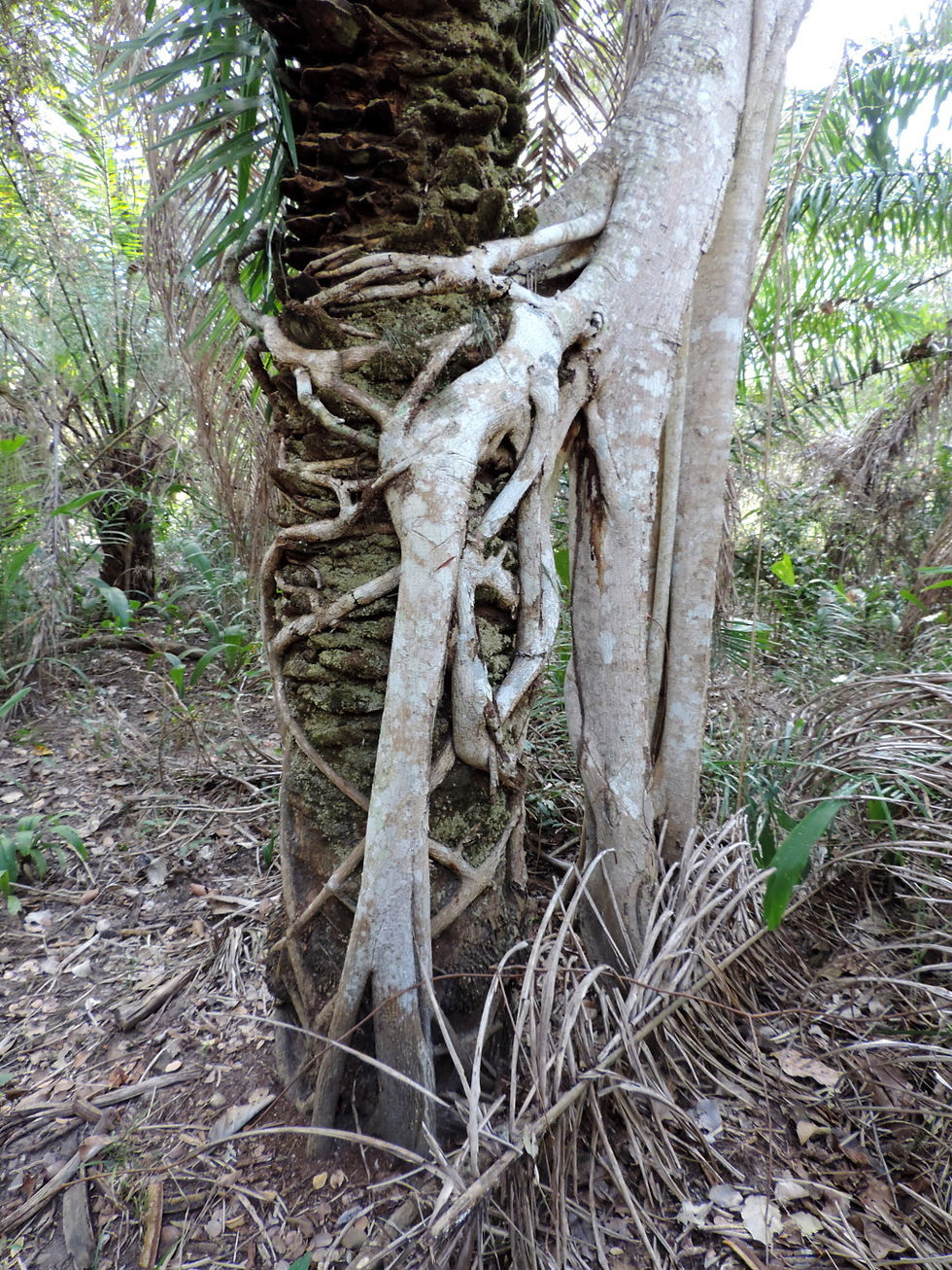 Brazil - Pantanal - strangler tree