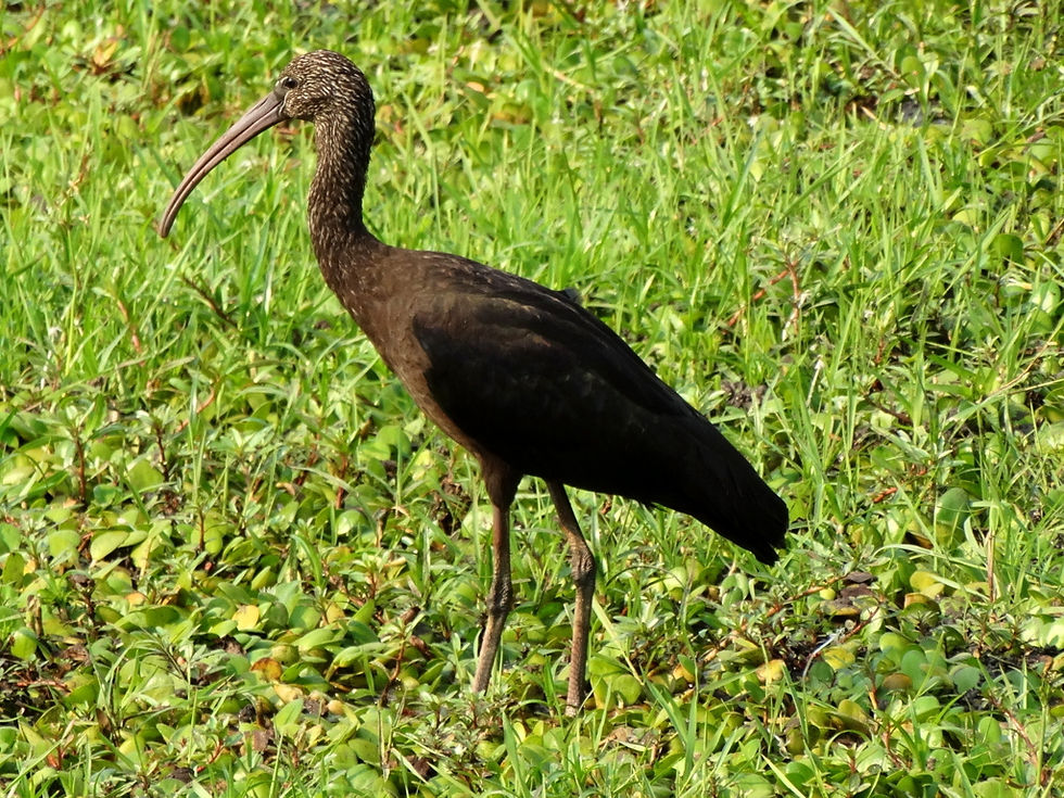 Zambia - Birding
