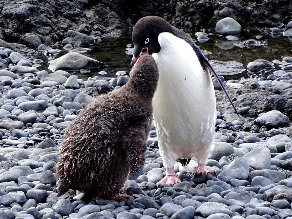 Antarctica - Peninsula