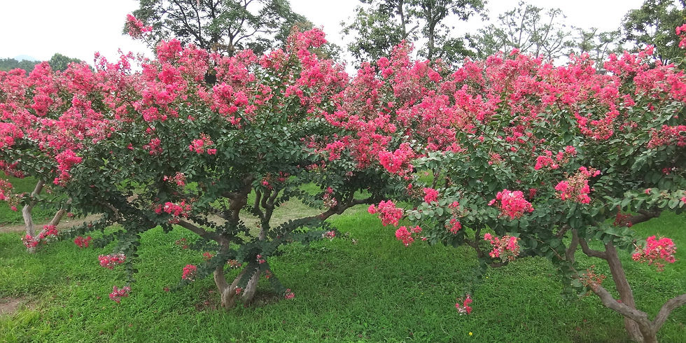 South Korea - Gyeongju